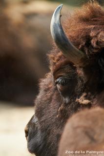 Bison d'Amérique au Zoo de la Palmyre