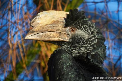 Calao à joues grises au Zoo de la Palmyre