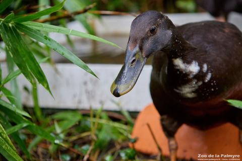 Canard coureur indien au Zoo de La Palmyre