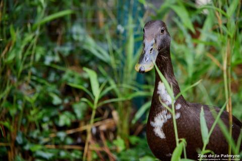 Canard coureur indien au Zoo de La Palmyre
