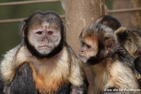 Capuçin à poitrine jaune au Zoo de la Palmyre