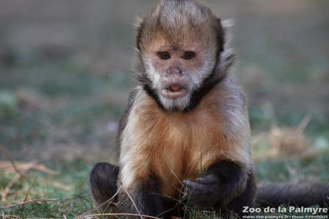 Capuçin à poitrine jaune au Zoo de la Palmyre