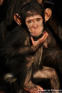 Chimpanzé au Zoo de la Palmyre