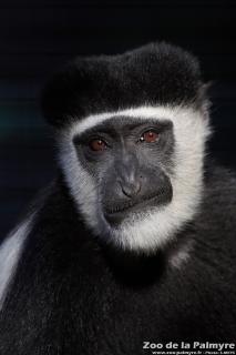 Colobe Guéréza au Zoo de la Palmyre