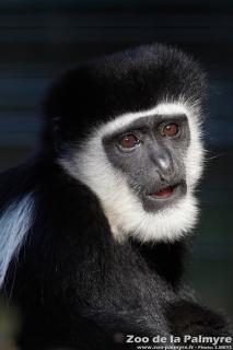 Colobe Guéréza au Zoo de la Palmyre