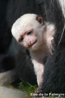 Colobe Guéréza au Zoo de la Palmyre