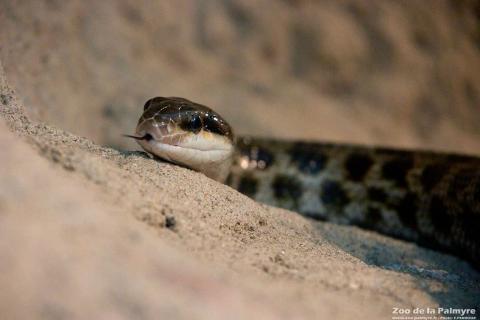 Couleuvre asiatique à queue rayée