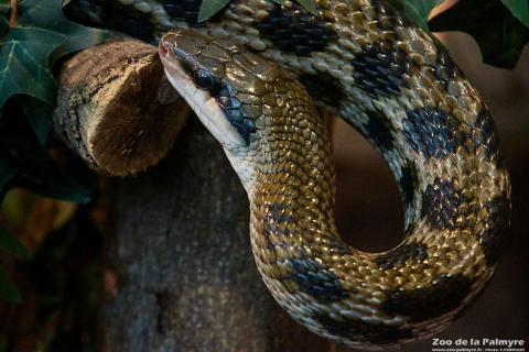 Couleuvre asiatique à queue rayée