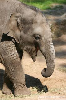 Eléphant d'Asie au Zoo de la Palmyre