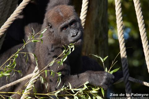 Gorille des plaine de l'Ouest au Zoo de La Palmyre