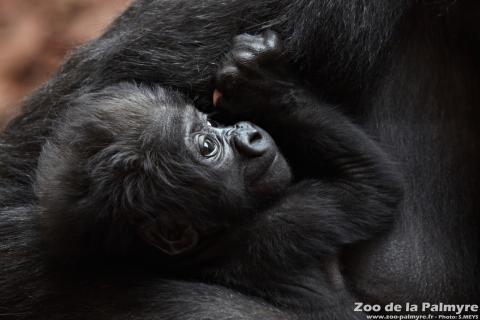 Gorille des plaine de l'Ouest au Zoo de La Palmyre