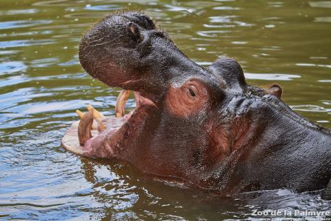 Hippopotame au Zoo de La Palmyre