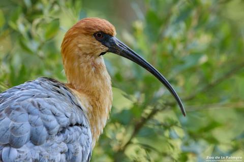 Ibis à face noire au Zoo de La Palmyre