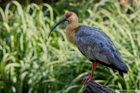 Ibis à face noire au Zoo de La Palmyre