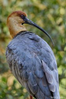 Ibis à face noire au Zoo de La Palmyre