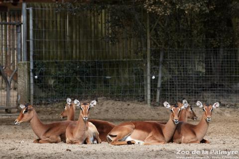 Impala au zoo de la palmyre