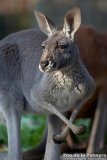 Kangourou roux au zoo de la palmyre