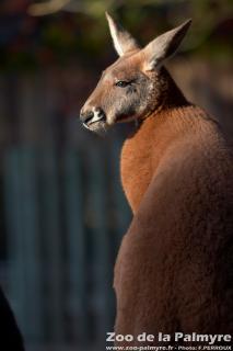 Kangourou roux au zoo de la palmyre