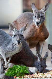 Kangourou roux au zoo de la palmyre