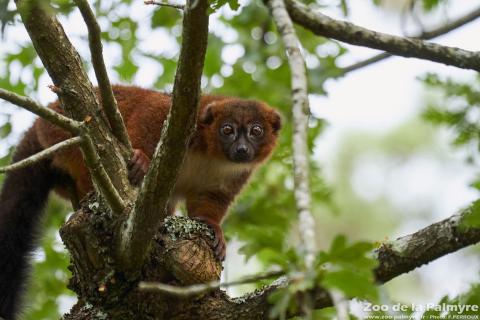 Lémur à ventre roux au Zoo de la Palmyre