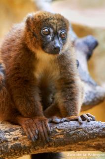 Lémur à ventre roux au Zoo de la Palmyre