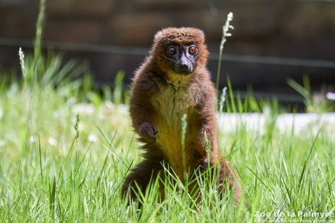 Lémur à ventre roux au Zoo de la Palmyre