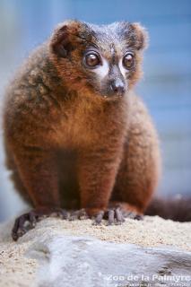 Lémur à ventre roux au Zoo de la Palmyre