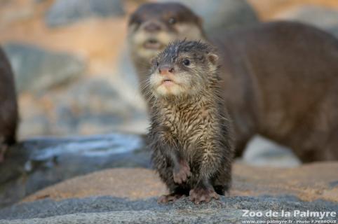 Loutre cendrée au zoo de la palmyre