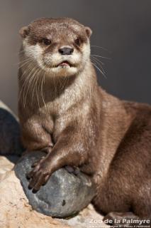 Loutre cendrée au zoo de la palmyre