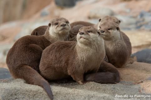 Loutre cendrée au zoo de la palmyre