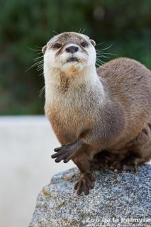 Loutre cendrée au zoo de la palmyre