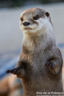 Loutre cendrée au zoo de la palmyre