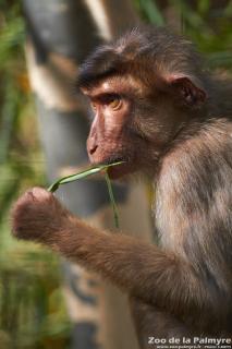 Macaque à queue de cochon au zoo de la palmyre