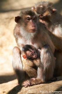 Macaque à queue de cochon au zoo de la palmyre