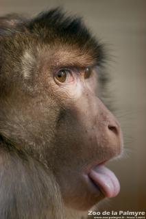 Macaque à queue de cochon au zoo de la palmyre