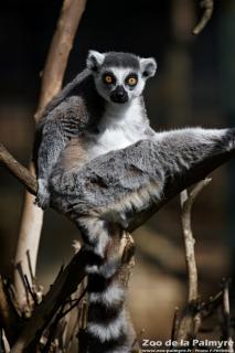 Lémurien maki catta au zoo de la palmyre