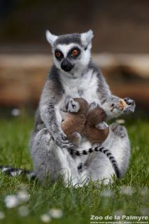 Lémurien maki catta au zoo de la palmyre