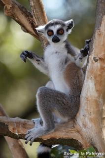 Lémurien maki catta au zoo de la palmyre