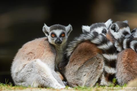 Lémurien maki catta au zoo de la palmyre