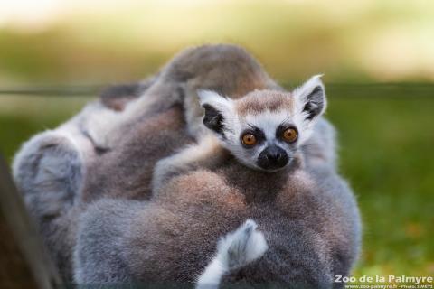 Lémurien maki catta au zoo de la palmyre