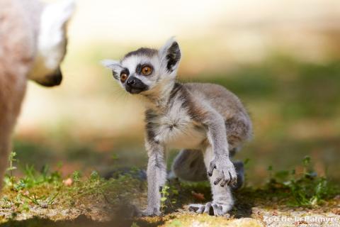 Lémurien maki catta au zoo de la palmyre