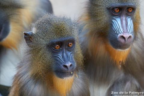 Mandrill au zoo de la palmyre