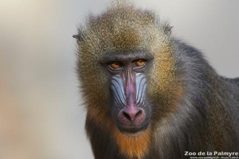 Mandrill au zoo de la palmyre