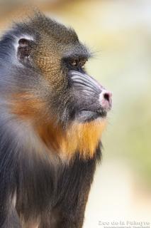 Mandrill au zoo de la palmyre