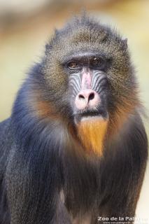 Mandrill au zoo de la palmyre