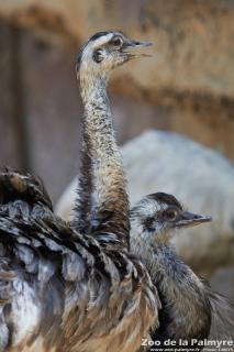 Nandou au zoo de la palmyre