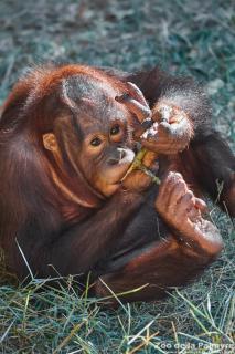 Orang-outan de Bornéo au Zoo de la Palmyre