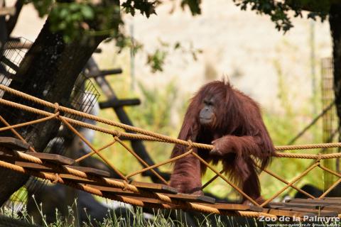 Orang-outan de Bornéo au Zoo de la Palmyre