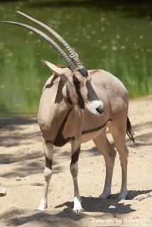 Oryx Beisa au Zoo de La Palmyre