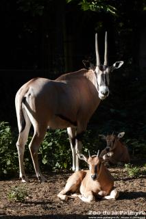 Oryx Beisa au Zoo de La Palmyre